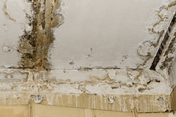 Best Mold Prevention Services  in Maryland Heights, MO